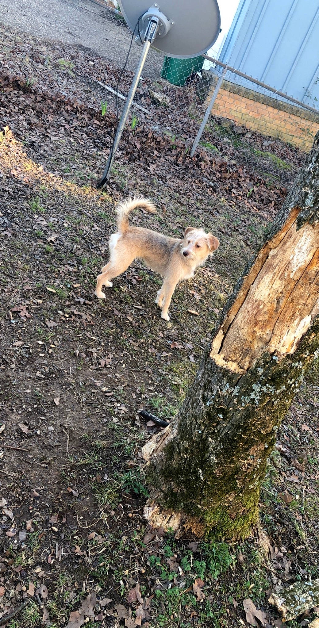Zoey joined the competition — help win amazing prizes! canidae, fawn, mammal, prairie_dog, rodent, soil, squirrel, tail, vertebrate, wildlife