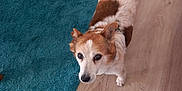 Creme participe au concours pour gagner de l'argent avec cette photo : alert, animal, brown_and_white, canine, close_up, companion, curious, cute, dog, domestic, flooring, fur, household, indoor, looking_up, pet, small_dog, standing, teal_rug, wooden_floor