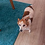alert, animal, brown_and_white, canine, close_up, companion, curious, cute, dog, domestic, flooring, fur, household, indoor, looking_up, pet, small_dog, standing, teal_rug, wooden_floor