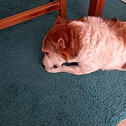 Creme a rejoint le concours — aidez-le/la à gagner de superbes lots ! animal, brown_and_white, calm, carpet, dog, ears, floor, fur, furniture, home, indoor, mammal, paw, pet, quiet, relaxed, resting, side_view, snout, wooden_table