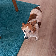 Creme participe au concours pour gagner de l'argent avec cette photo : animal, blue_rug, brown_and_white, canine, collar, companion, curious, dog, domestic_animal, ears, floor, flooring, fur, home, indoor, looking_up, pet, small_dog, standing, wooden_floor
