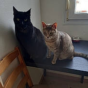 Cœur a rejoint le concours — aidez-le/la à gagner de superbes lots ! cat, black_cat, gray_cat, table, window, chair, indoor, pet, animal, feline, resting, looking, domestic, cozy, light, shadow, wood, floor, corner, quiet