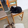 Cœur participe au concours pour gagner de l'argent avec cette photo : black_cat, tabby_cat, wooden_chair, tiled_floor, white_rug, towel, indoor, pet, feline, relaxed, curious, animal, fur, domestic_cat, companion, household, resting, looking, two_cats, floor_mat