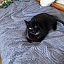 Cœur a rejoint le concours — aidez-le/la à gagner de superbes lots ! black_cat, cat, bed, quilted_bedspread, pillow, wooden_bed_frame, cat_toys, indoor, pet, feline, resting, green_eyes, cozy, domestic_animal, sleeping_area, fur, whiskers, relaxed, home, animal