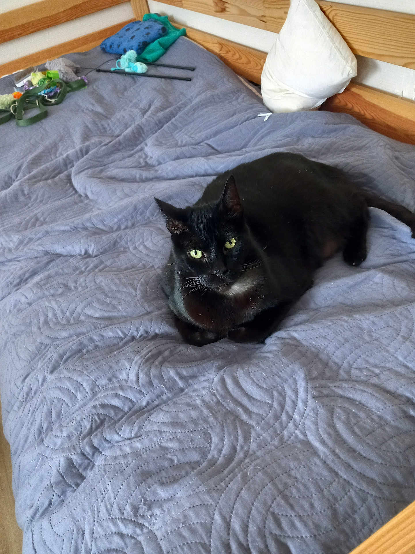 Cœur a rejoint le concours — aidez-le/la à gagner de superbes lots ! black_cat, cat, bed, quilted_bedspread, pillow, wooden_bed_frame, cat_toys, indoor, pet, feline, resting, green_eyes, cozy, domestic_animal, sleeping_area, fur, whiskers, relaxed, home, animal