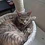 cat, cat_tree, cozy, cute, domestic_cat, ears, feline, food_bowls, fur, furniture, hammock, indoor, paw, pet, quiet, relaxed, resting, sleeping, tabby, whiskers