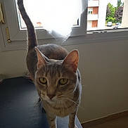 Bellina a rejoint le concours — aidez-le/la à gagner de superbes lots ! animal, cat, curious, curtains, daylight, domestic, ears, feline, fur, greenery, indoor, paws, pet, residential_building, standing, tabby, table, whiskers, window, yellow_eyes