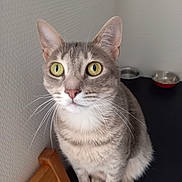 Bellina participe au concours pour gagner de l'argent avec cette photo : cat, yellow_eyes, pet_bowls, wooden_chair, gray_fur, whiskers, indoor, curious, sitting, feline, close_up, domestic_cat, table, corner_wall, pink_nose, alert, animal, house_pet, fur_pattern, portrait