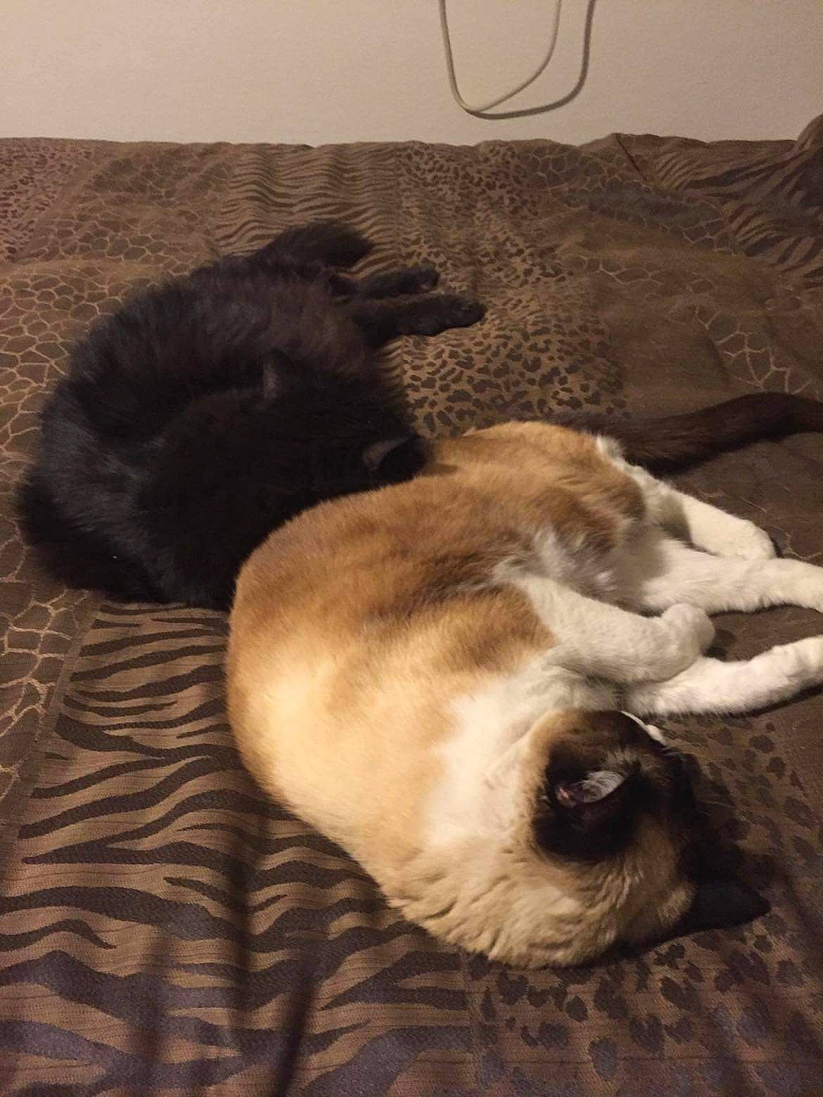 Honey Magic Baby Girl is registered to the contest to win money with this photo: carnivore, comfort, companion_dog, dog, dog_breed, fawn, felidae, flooring, fur, hardwood, nap, paw, sleep, small_to_medium_sized_cats, sporting_group, tail, whiskers, working_animal