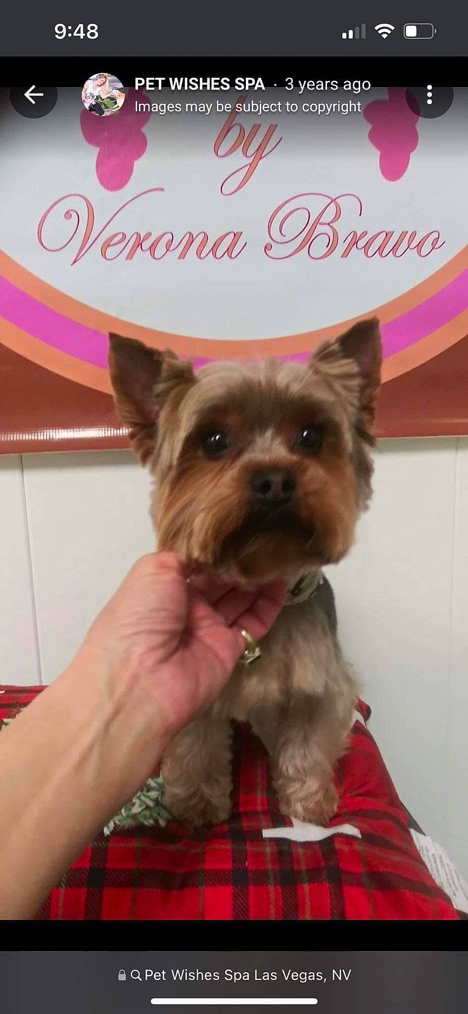 Sky is registered to the contest to win money with this photo: canidae, carnivore, companion_dog, dog, dog_breed, dog_supply, ear, fashion_accessory, fawn, fur, liver, pet_supply, plaid, small_terrier, snout, sporting_group, tartan, toy_dog, working_animal, yorkipoo