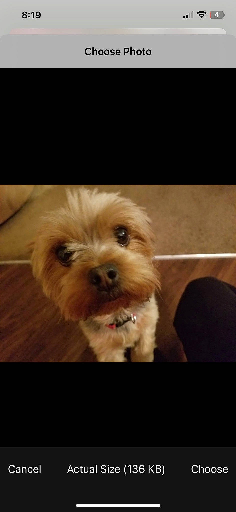 Sky is registered to the contest to win money with this photo: canidae, carnivore, cloud, companion_dog, dog, dog_breed, eye, fur, hardwood, liver, puppy_love, small_terrier, snout, sporting_group, terrier, toy_dog, water_dog, wood, working_animal, yorkipoo