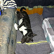 Domino participe au concours pour gagner de l'argent avec cette photo : dog, black_and_white, blanket, couch, towel, table, tablecloth, indoor, resting, pet, furniture, striped, wood_paneling, curtain, pillows, relaxing, sleeping_dog, domestic, cozy, animal