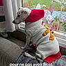 Lizzy participe au concours pour gagner de l'argent avec cette photo : animal, blanket, comfort, couch, cozy, curtains, dog, gingerbread_man, home, indoors, knitted_clothing, looking_outside, pet, red, resting, sweater, warm_clothing, white_dog, window, winter