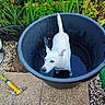 dog, white_dog, bucket, water, garden, plants, greenery, hose, nozzle, outdoor, pet, animal, curious, black_bucket, small_dog, yard, stones, soil, nature, daylight