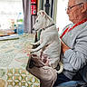 blanket, casual_clothing, companion, curtain, dog, elderly_man, fire_extinguisher, glasses, indoor, lap, man, pet, seat, side_view, sitting, table, tablecloth, water_bottle, white_dog, window