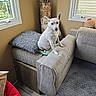 Lizzy participe au concours pour gagner de l'argent avec cette photo : armrest, blanket, couch, cozy, curious, cushion, dog, floor, furniture, indoor, living_room, natural_light, pet, plush_toy, seashells, starfish, vase, white_dog, window, wood_floor