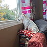 Lizzy a rejoint le concours — aidez-le/la à gagner de superbes lots ! dog, white_dog, window, curtains, cushion, blanket, indoor, pet, looking_out, natural_light, cozy, furniture, red_cushion, patterned_cushion, relaxed, sitting, side_view, home, calm, daylight