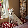 Lizzy a rejoint le concours — aidez-le/la à gagner de superbes lots ! dog, white_dog, bed, pillow, red_pillow, cat_pattern, window, sunlight, curtain, shells, seashells, starfish, glass_container, indoor, pet, resting, cozy, animal, home_interior, furniture