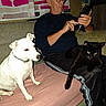 black_cat, blanket, casual_clothing, cat, couch, curtains, dog, elderly, focused, glasses, home, indoor, man, pet, phone, relaxed, shelf, sitting, spices, white_dog