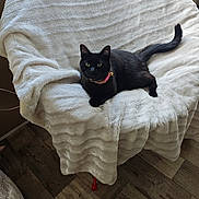 Tymia a rejoint le concours — aidez-le/la à gagner de superbes lots ! animal, bell, black_cat, blanket, cat, chair, collar, cozy, cute, domestic_animal, fur, furniture, green_eyes, indoor, looking_at_camera, pet, plush, relaxing, resting, wood_floor