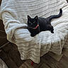 animal, bell, black_cat, blanket, cat, chair, collar, cozy, cute, domestic_animal, fur, furniture, green_eyes, indoor, looking_at_camera, pet, plush, relaxing, resting, wood_floor