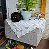bench, black_cat, cat, cat_figure, decor, door, doormat, eyes, flowers, glass_bowl, greenery, indoor_plant, metal_stand, plant, porch, potted_plant, shells, toucan, white_cloth, wood