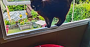 Tymia participe au concours pour gagner de l'argent avec cette photo : animal, balancing, black_cat, cat, chair, curious, cushion, daylight, flowers, furniture, garden, greenery, home, indoor, nature, open_window, outdoor, pet, plant, window