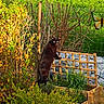 animal, black_cat, bush, butterfly_decoration, cat, curious_cat, daytime, fence, garden, green_plants, greenery, nature, outdoor, pet, plants, shrub, sunlight, wood, wooden_planter, yard
