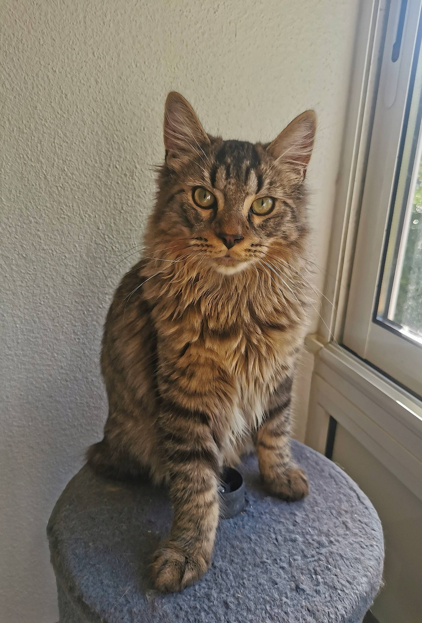 Uros a rejoint le concours — aidez-le/la à gagner de superbes lots ! carnivore, cat, claw, domestic_short_haired_cat, door, felidae, fur, maine_coon, paw, sitting, small_to_medium_sized_cats, snout, tail, terrestrial_animal, whiskers, window, wood