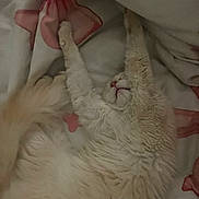 Eren participe au concours pour gagner de l'argent avec cette photo : cat, white_cat, fluffy, sleeping, lying_down, upside_down, paws_up, pink_nose, fur, belly, bed, bedding, blanket, cozy, indoors, pet, cute, relaxed, portrait, close_up