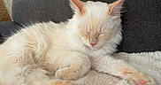 Eren participe au concours pour gagner de l'argent avec cette photo : cat, kitten, sleeping, fluffy, white_fur, cream_colored, pink_nose, pink_paw_pads, closed_eyes, pet, cozy, blanket, sofa, indoors, relaxed, cute, furry, animal_portrait, lounging, nap