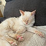 cat, kitten, sleeping, fluffy, white_fur, cream_colored, pink_nose, pink_paw_pads, closed_eyes, pet, cozy, blanket, sofa, indoors, relaxed, cute, furry, animal_portrait, lounging, nap