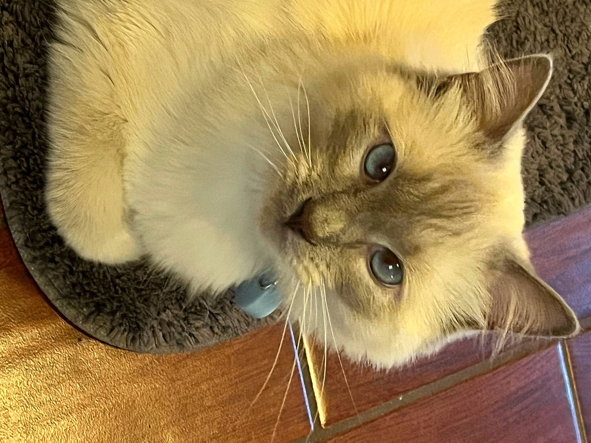 Tofu is registered to the contest to win money with this photo: balinese, birman, box, carnivore, cat, claw, fawn, felidae, fur, hardwood, paw, ragdoll, small_to_medium_sized_cats, terrestrial_animal, thai, whiskers, wood, working_animal
