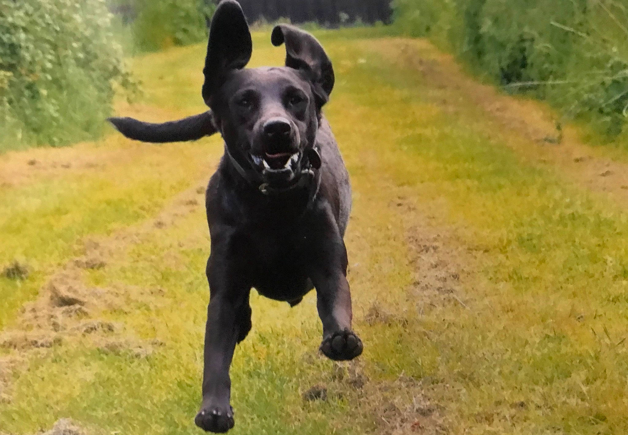 Bat participe au concours pour gagner de l'argent avec cette photo : alaunt, borador, canidae, canis_panther, carnivore, dog, dog_breed, field_trial, flat_coated_retriever, guard_dog, hunting_dog, labrador_retriever, mammal, pointing_breed, retriever, snout, sporting_group, vertebrate