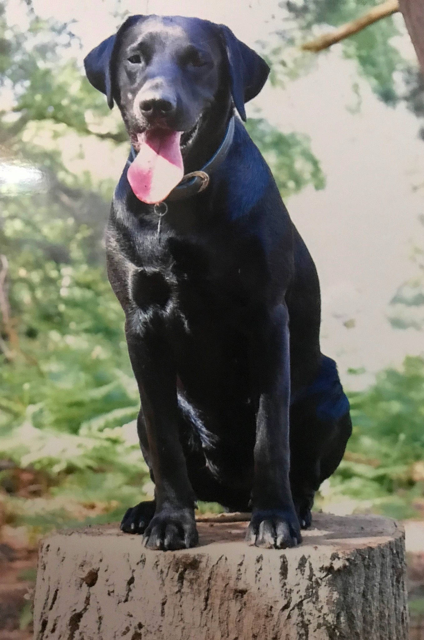 Bat a rejoint le concours — aidez-le/la à gagner de superbes lots ! borador, canidae, carnivore, dog, dog_breed, guard_dog, hunting_dog, labrador_retriever, mammal, montenegrin_mountain_hound, pointer, pointing_breed, retriever, sporting_group, vertebrate