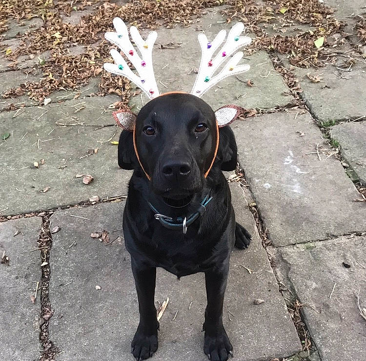 Bat participe au concours pour gagner de l'argent avec cette photo : beagador, canidae, carnivore, companion_dog, dog, dog_breed, ear, fawn, hunting_dog, labrador_retriever, patterdale_terrier, pointer, pointing_breed, puppy, rare_breed_dog, retriever, snout, sporting_group, tail, weimaraner