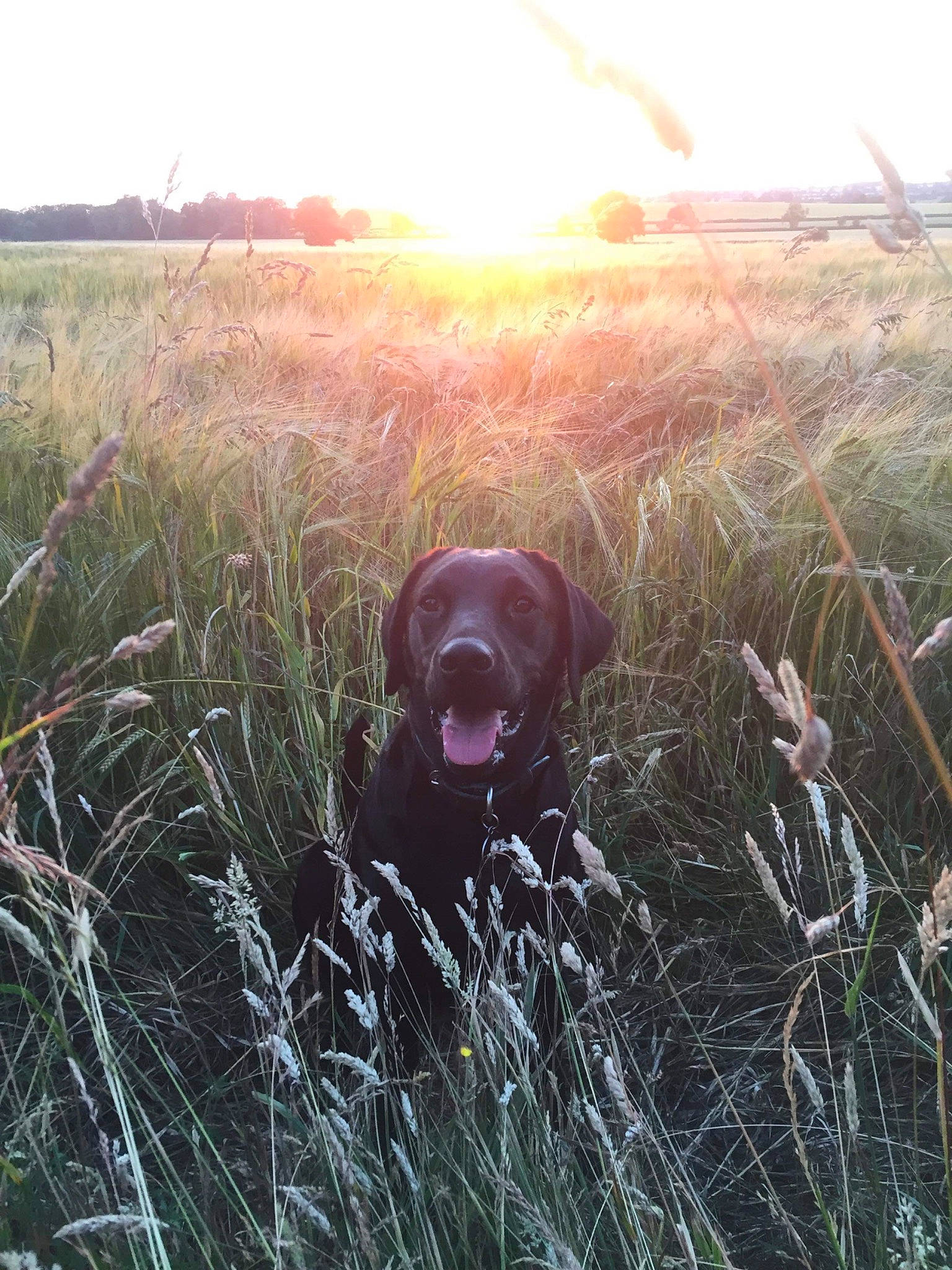 Bat a rejoint le concours — aidez-le/la à gagner de superbes lots ! canidae, carnivore, cloud, dog, german_shorthaired_pointer, grass, grass_family, gun_dog, hunting_dog, labrador_retriever, morning, photography, plant, pointing_breed, retriever, sky, sporting_group, sunlight, vizsla, weimaraner