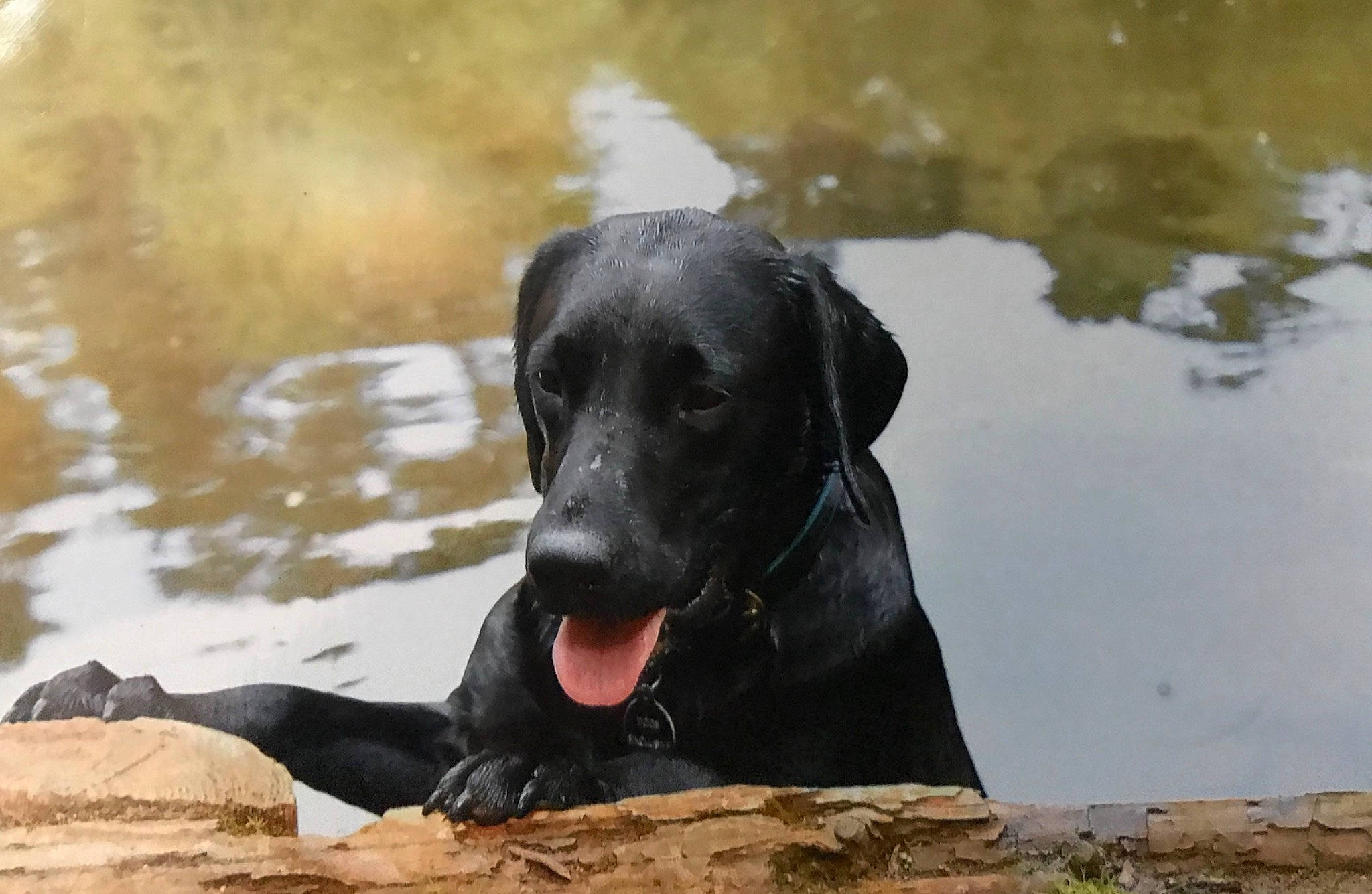 Bat participe au concours pour gagner de l'argent avec cette photo : canidae, carnivore, dog, dog_breed, flat_coated_retriever, hunting_dog, labrador_retriever, mammal, pointing_breed, retriever, snout, sporting_group, vertebrate