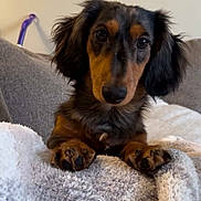 Henny is registered to the contest to win money with this photo: dog, dachshund, pet, blanket, paws, ears, nose, eyes, fur, portrait, close_up, indoor, cozy, sofa, looking_at_camera, sitting, cute, relaxed, home, carpet