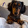 dog, dachshund, pet, blanket, paws, ears, nose, eyes, fur, portrait, close_up, indoor, cozy, sofa, looking_at_camera, sitting, cute, relaxed, home, carpet