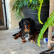 Chino joined the competition — help win amazing prizes! dog, dachshund, long_hair, pet, potted_plant, planter, fern, leaves, wicker_chair, tools, pliers, scissors, water_bottle, concrete_floor, porch, brick_wall, paws, eyes, sitting, indoor_outdoor
