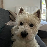Freddy participe au concours pour gagner de l'argent avec cette photo : blanket, close_up, comfort, couch, cozy, curious_eyes, dog, ears, fluffy, fur, home, indoor, living_room, natural_light, nose, pet, relaxed, sofa, white_dog, window