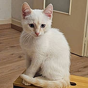 Moka a rejoint le concours — aidez-le/la à gagner de superbes lots ! animal, blue_eyes, cat, curious, cute, domestic_cat, ears, feline, fur, indoor, kitten, pet, portrait, sitting, tail, whiskers, white_cat, wooden_box, wooden_floor, young