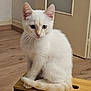 animal, blue_eyes, cat, curious, cute, domestic_cat, ears, feline, fur, indoor, kitten, pet, portrait, sitting, tail, whiskers, white_cat, wooden_box, wooden_floor, young