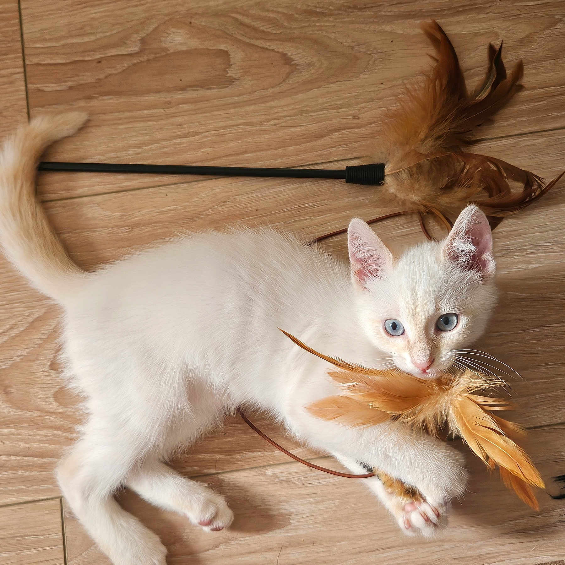 Moka participe au concours pour gagner de l'argent avec cette photo : animal, blue_eyes, claws, close_up, curious, cute, domestic_cat, feathers, fur, indoor, kitten, laying_down, pet, playful, small, toy, whiskers, white_cat, wooden_floor, young