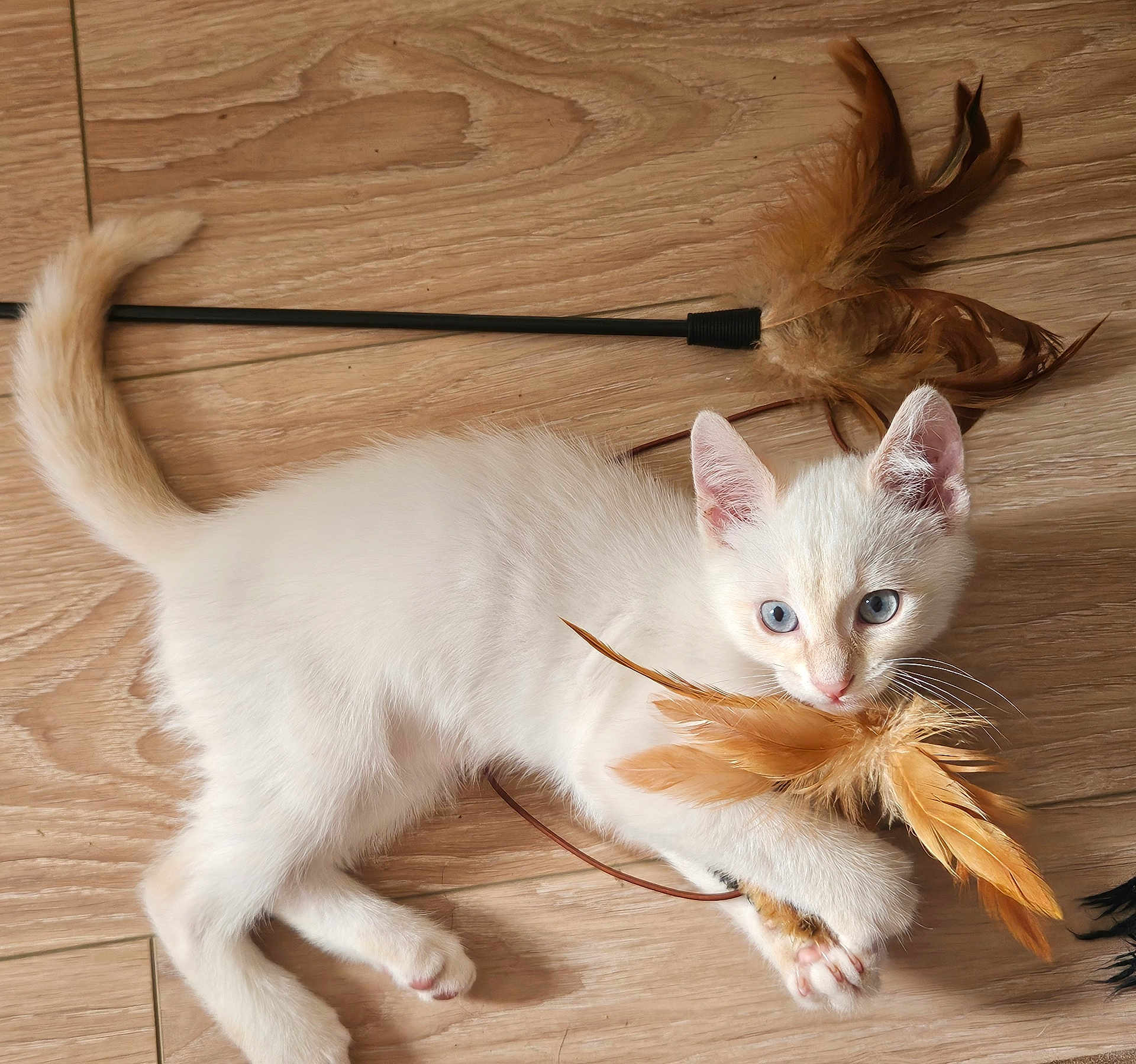 Moka participe au concours pour gagner de l'argent avec cette photo : animal, blue_eyes, claws, close_up, curious, cute, domestic_cat, feathers, fur, indoor, kitten, laying_down, pet, playful, small, toy, whiskers, white_cat, wooden_floor, young