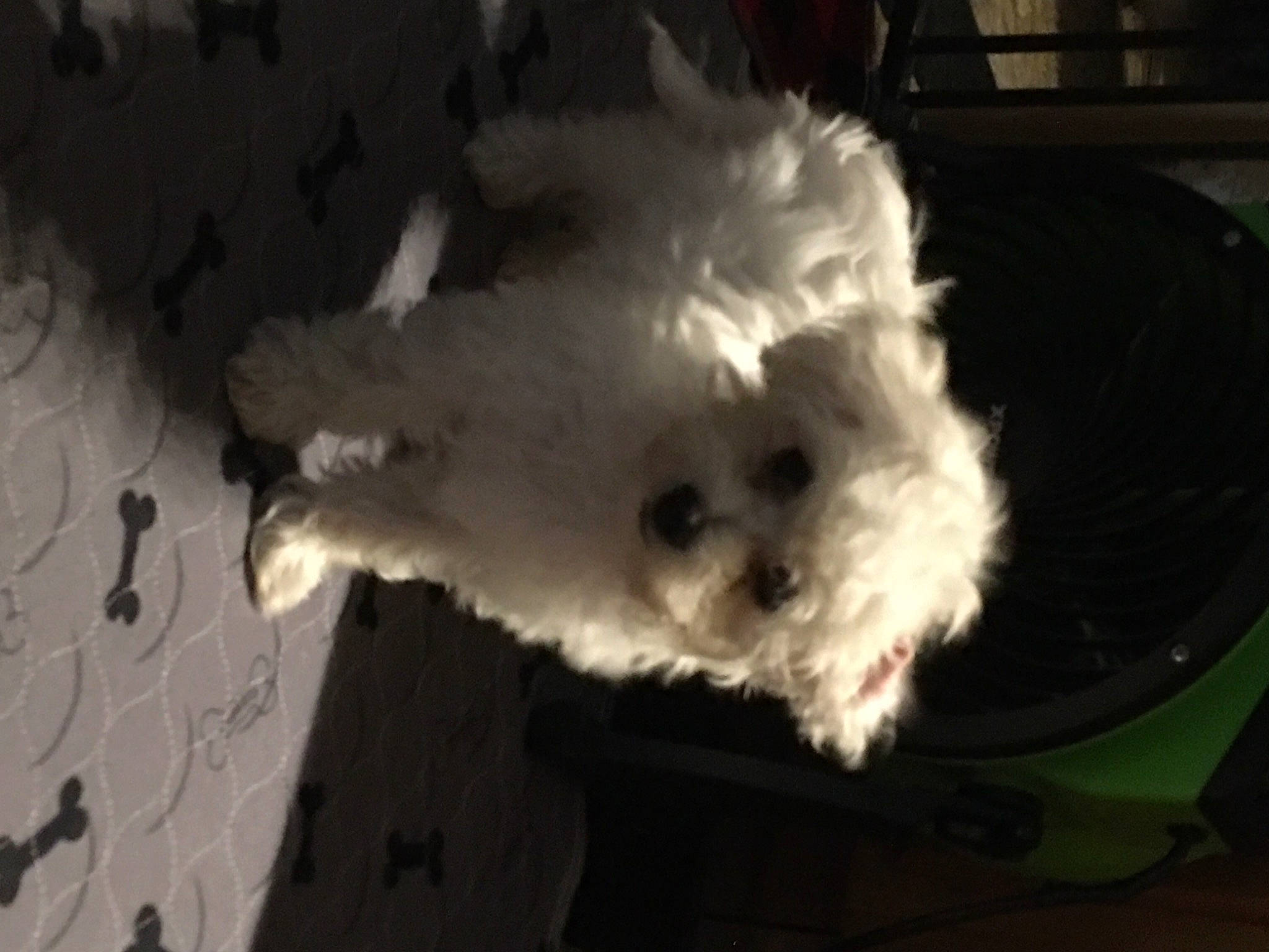 Kaylee is registered to the contest to win money with this photo: bichon, canidae, carnivore, companion_dog, cumulus, darkness, dog, dog_breed, felidae, fur, maltepoo, paw, small_terrier, small_to_medium_sized_cats, snout, sporting_group, tail, terrier, toy_dog, whiskers