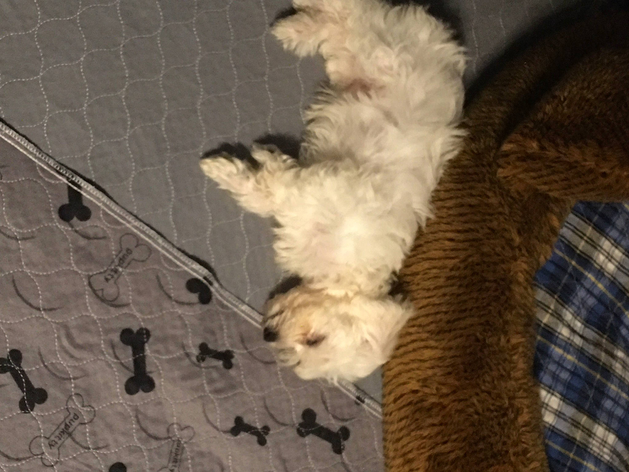 Kaylee is registered to the contest to win money with this photo: canidae, carnivore, claw, companion_dog, dog, dog_breed, fawn, felidae, flooring, fur, paw, small_to_medium_sized_cats, snout, sporting_group, tail, terrier, toy, toy_dog, whiskers, wood