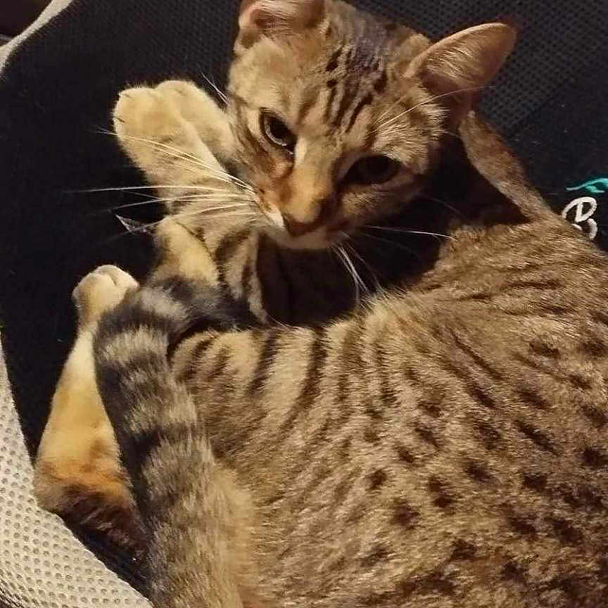 Vanille a rejoint le concours — aidez-le/la à gagner de superbes lots ! animal, cat, chair, cozy, curled_up, cushion, cute, domestic, feline, fur, indoor, looking, paws, pet, relaxed, resting, striped, tabby, tail, whiskers