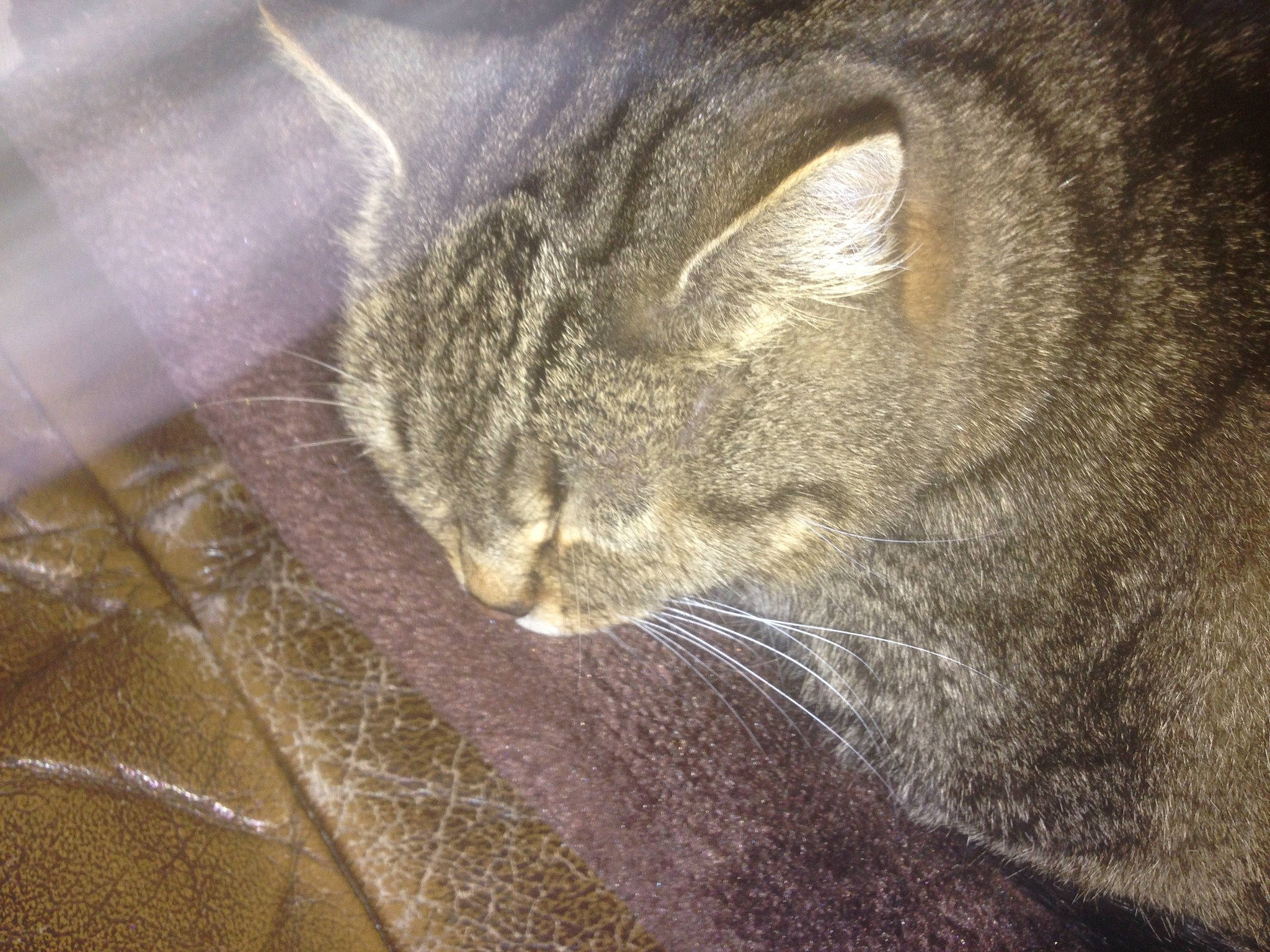 Tibb participe au concours pour gagner de l'argent avec cette photo : carnivore, cat, close_up, domestic_short_haired_cat, eye, felidae, fur, grey, nap, paw, sleep, small_to_medium_sized_cats, snout, tail, terrestrial_animal, whiskers, wildlife, wood